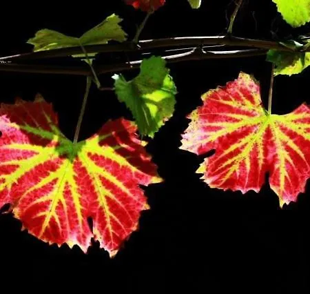 Casa Do Brasao Tabuaço