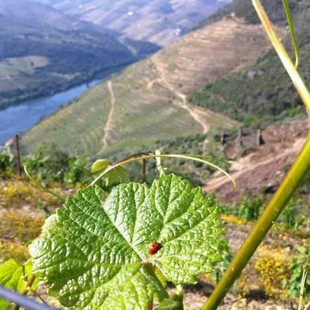 게스트하우스 Casa Do Brasao