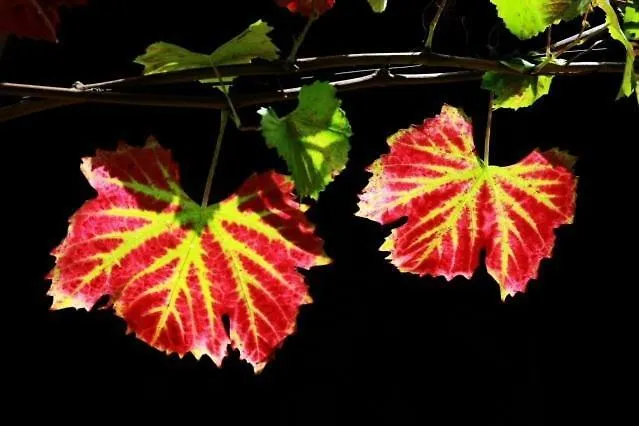 Casa Do Brasao Tabuaço