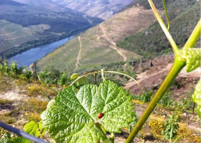 Pensionat Casa Do Brasao